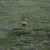Denali National Park and Preserve / デナリ国立公園・保護区
