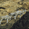 Denali National Park and Preserve / �f�i�����������E�ی��