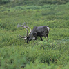 Denali National Park and Preserve / �f�i�����������E�ی��