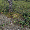 Denali National Park and Preserve / �f�i�����������E�ی��