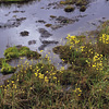 Denali National Park and Preserve / �f�i�����������E�ی��