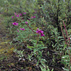 Denali National Park and Preserve / �f�i�����������E�ی��