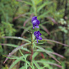 Denali National Park and Preserve / �f�i�����������E�ی��