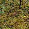Denali National Park and Preserve / �f�i�����������E�ی��