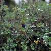 Denali National Park and Preserve / �f�i�����������E�ی��