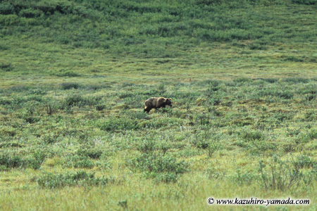 Denali National Park and Preserve / �f�i�����������E�ی��