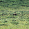 Denali National Park and Preserve / �f�i�����������E�ی��