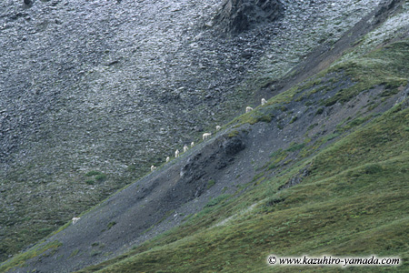 Denali National Park and Preserve / �f�i�����������E�ی��