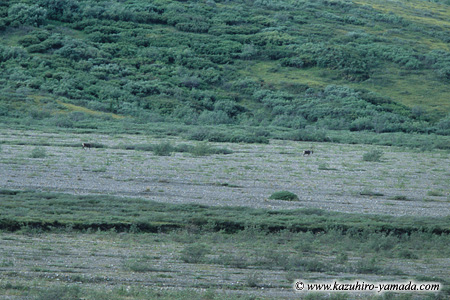 Denali National Park and Preserve / �f�i�����������E�ی��