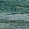 Denali National Park and Preserve / �f�i�����������E�ی��