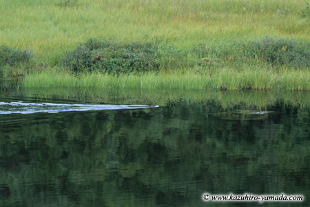 Denali National Park and Preserve / �f�i�����������E�ی��