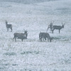 Denali National Park and Preserve / �f�i�����������E�ی��