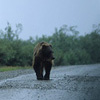 Denali National Park and Preserve / �f�i�����������E�ی��