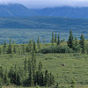 Denali National Park and Preserve / �f�i�����������E�ی��