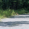 Denali National Park and Preserve / �f�i�����������E�ی��