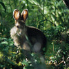 Denali National Park and Preserve / �f�i�����������E�ی��