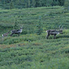 Denali National Park and Preserve / �f�i�����������E�ی��
