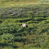 Denali National Park and Preserve / �f�i�����������E�ی��