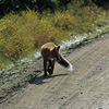 Denali National Park and Preserve / �f�i�����������E�ی��