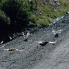 Denali National Park and Preserve / �f�i�����������E�ی��