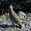 Denali National Park and Preserve / �f�i�����������E�ی��