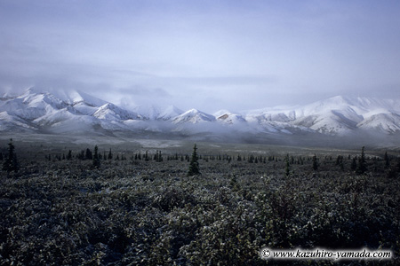 Denali National Park and Preserve / �f�i�����������E�ی��