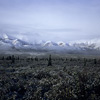 Denali National Park and Preserve / �f�i�����������E�ی��