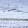 Denali National Park and Preserve / �f�i�����������E�ی��