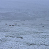 Denali National Park and Preserve / �f�i�����������E�ی��