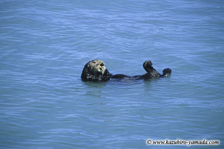 Kenai Fjords National Park / �L�[�i�C�t�B�����h��������