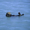 Kenai Fjords National Park / �L�[�i�C�t�B�����h��������