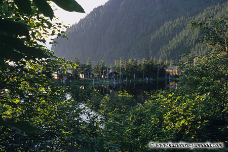 Kenai Fjords National Park / �L�[�i�C�t�B�����h��������