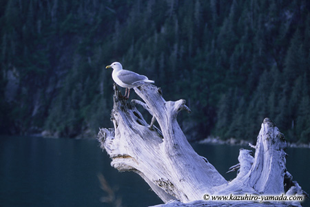Kenai Fjords National Park / �L�[�i�C�t�B�����h��������