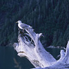Kenai Fjords National Park / �L�[�i�C�t�B�����h��������