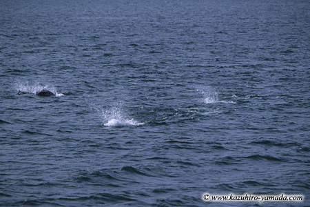 Kenai Fjords National Park / �L�[�i�C�t�B�����h��������