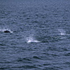 Kenai Fjords National Park / �L�[�i�C�t�B�����h��������