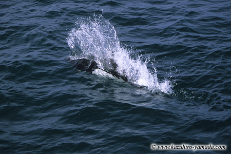 Kenai Fjords National Park / �L�[�i�C�t�B�����h��������