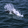 Kenai Fjords National Park / �L�[�i�C�t�B�����h��������