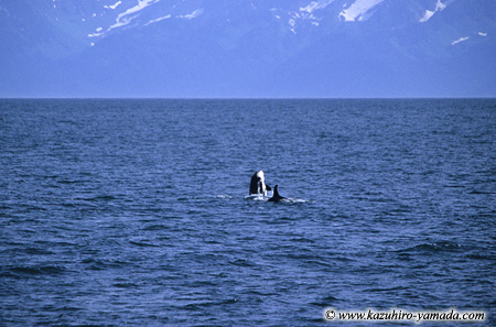 Kenai Fjords National Park / �L�[�i�C�t�B�����h��������