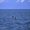 Kenai Fjords National Park / �L�[�i�C�t�B�����h��������