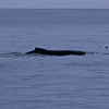 Kenai Fjords National Park / �L�[�i�C�t�B�����h��������