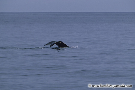 Kenai Fjords National Park / �L�[�i�C�t�B�����h��������