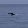 Kenai Fjords National Park / �L�[�i�C�t�B�����h��������