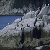 Kenai Fjords National Park / �L�[�i�C�t�B�����h��������