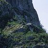Kenai Fjords National Park / �L�[�i�C�t�B�����h��������