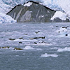 Kenai Fjords National Park / �L�[�i�C�t�B�����h��������