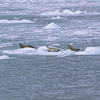 Kenai Fjords National Park / �L�[�i�C�t�B�����h��������