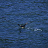 Kenai Fjords National Park / �L�[�i�C�t�B�����h��������