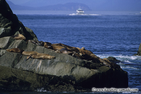 Kenai Fjords National Park / �L�[�i�C�t�B�����h��������
