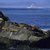 Kenai Fjords National Park / �L�[�i�C�t�B�����h��������